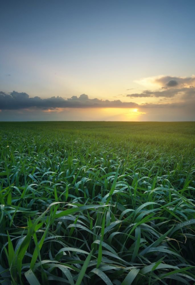 Who Needs an Agriculture License in Saudi
